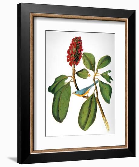 Audubon: Warbler-John James Audubon-Framed Giclee Print