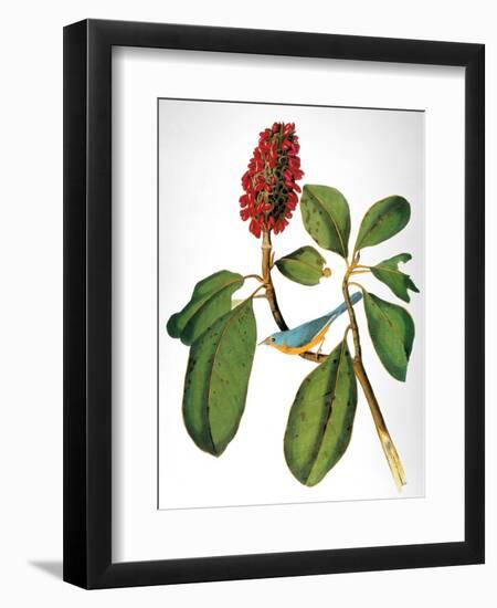 Audubon: Warbler-John James Audubon-Framed Giclee Print