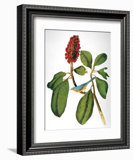 Audubon: Warbler-John James Audubon-Framed Giclee Print