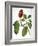 Audubon: Warbler-John James Audubon-Framed Giclee Print