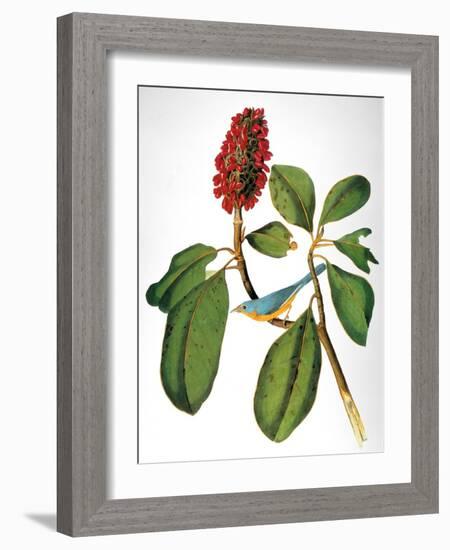 Audubon: Warbler-John James Audubon-Framed Giclee Print