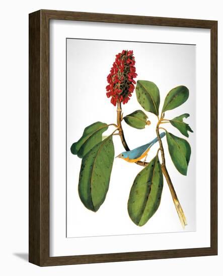 Audubon: Warbler-John James Audubon-Framed Giclee Print