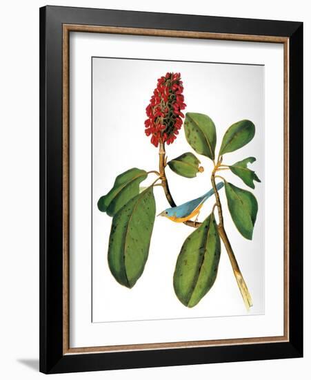 Audubon: Warbler-John James Audubon-Framed Giclee Print