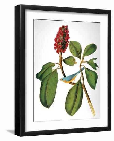 Audubon: Warbler-John James Audubon-Framed Giclee Print