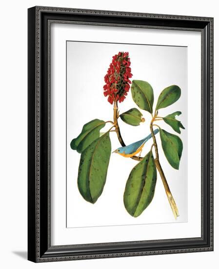 Audubon: Warbler-John James Audubon-Framed Giclee Print