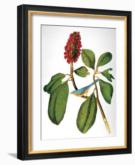 Audubon: Warbler-John James Audubon-Framed Giclee Print