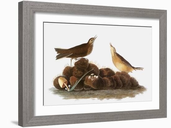 Audubon: Water Pipit, 1827-John James Audubon-Framed Giclee Print