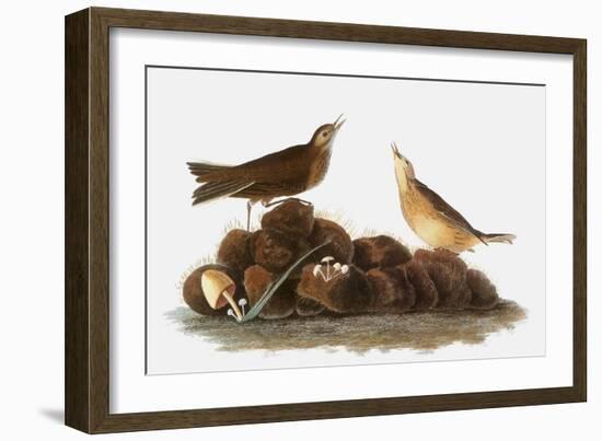 Audubon: Water Pipit, 1827-John James Audubon-Framed Giclee Print