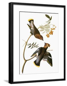 Audubon: Waxwing-John James Audubon-Framed Giclee Print