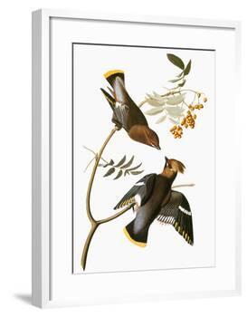 Audubon: Waxwing-John James Audubon-Framed Giclee Print