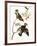 Audubon: Waxwing-John James Audubon-Framed Premium Giclee Print