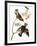 Audubon: Waxwing-John James Audubon-Framed Premium Giclee Print