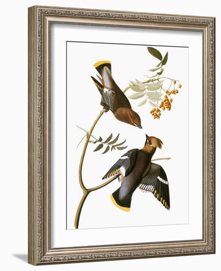 Audubon: Waxwing-John James Audubon-Framed Giclee Print