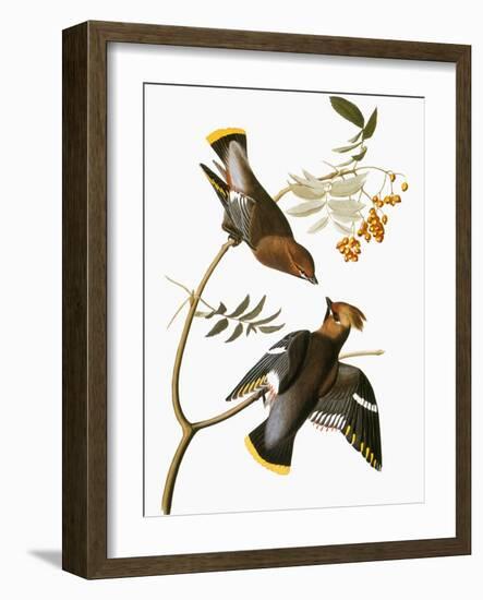 Audubon: Waxwing-John James Audubon-Framed Giclee Print