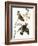 Audubon: Waxwing-John James Audubon-Framed Giclee Print