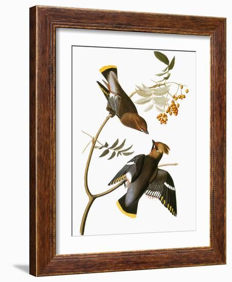 Audubon: Waxwing-John James Audubon-Framed Giclee Print