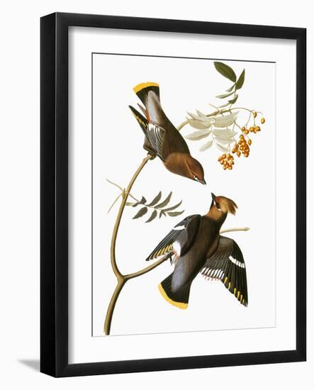 Audubon: Waxwing-John James Audubon-Framed Giclee Print