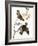 Audubon: Waxwing-John James Audubon-Framed Giclee Print