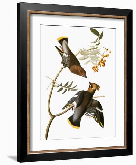 Audubon: Waxwing-John James Audubon-Framed Giclee Print