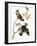 Audubon: Waxwing-John James Audubon-Framed Giclee Print