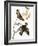 Audubon: Waxwing-John James Audubon-Framed Giclee Print