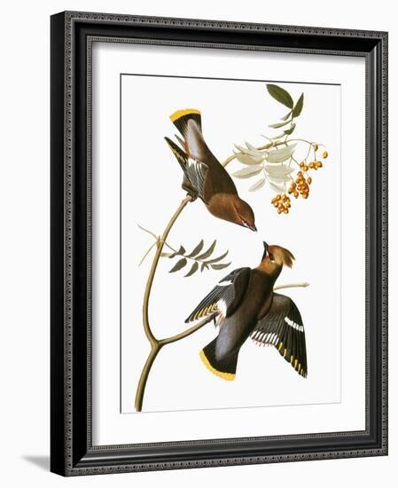 Audubon: Waxwing-John James Audubon-Framed Giclee Print