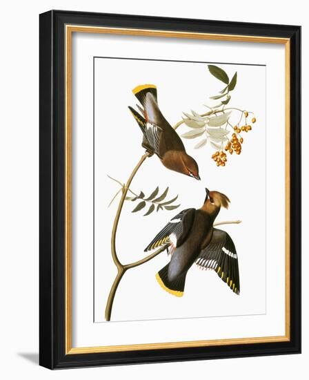 Audubon: Waxwing-John James Audubon-Framed Giclee Print