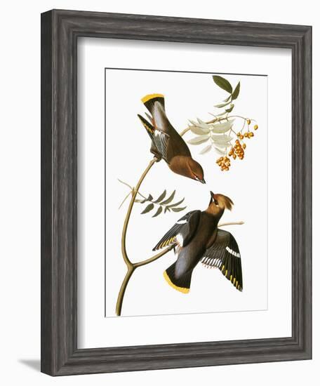 Audubon: Waxwing-John James Audubon-Framed Giclee Print