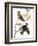 Audubon: Waxwing-John James Audubon-Framed Giclee Print