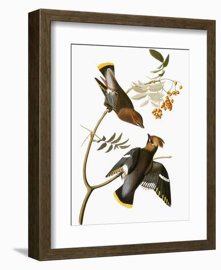 Audubon: Waxwing-John James Audubon-Framed Giclee Print