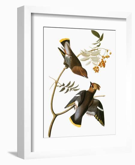 Audubon: Waxwing-John James Audubon-Framed Giclee Print