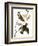 Audubon: Waxwing-John James Audubon-Framed Giclee Print