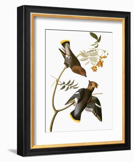 Audubon: Waxwing-John James Audubon-Framed Giclee Print