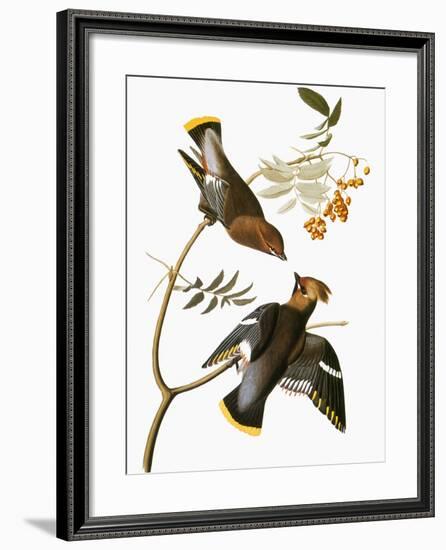 Audubon: Waxwing-John James Audubon-Framed Giclee Print