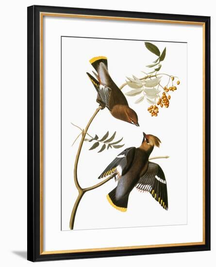 Audubon: Waxwing-John James Audubon-Framed Giclee Print