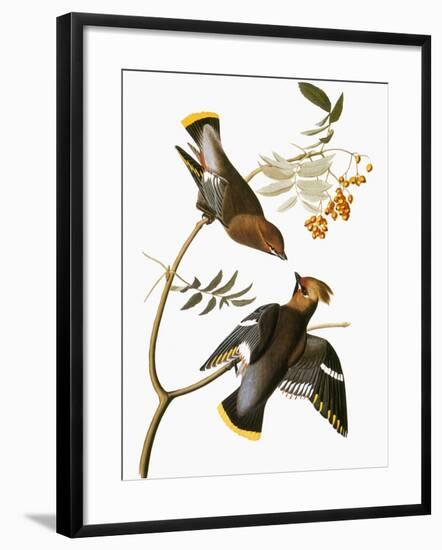 Audubon: Waxwing-John James Audubon-Framed Giclee Print