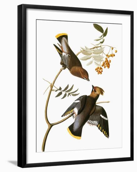 Audubon: Waxwing-John James Audubon-Framed Giclee Print