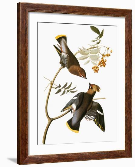 Audubon: Waxwing-John James Audubon-Framed Giclee Print