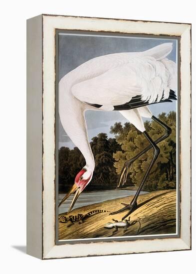 Audubon: Whooping Crane-John James Audubon-Framed Premier Image Canvas