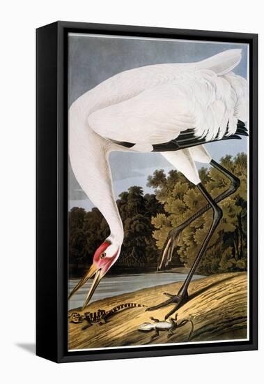 Audubon: Whooping Crane-John James Audubon-Framed Premier Image Canvas