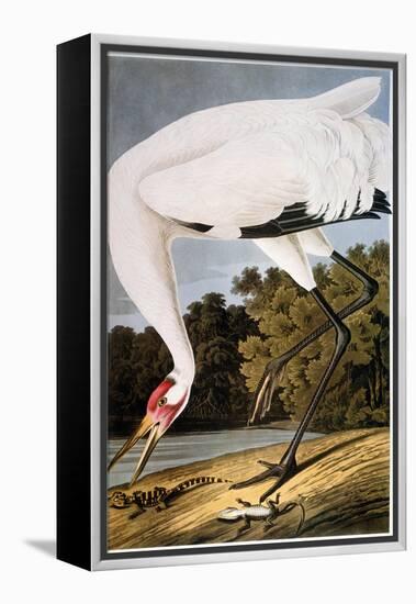 Audubon: Whooping Crane-John James Audubon-Framed Premier Image Canvas