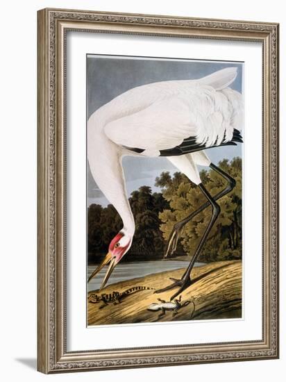 Audubon: Whooping Crane-John James Audubon-Framed Giclee Print