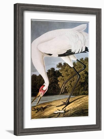 Audubon: Whooping Crane-John James Audubon-Framed Giclee Print