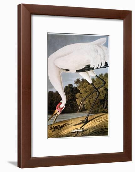 Audubon: Whooping Crane-John James Audubon-Framed Giclee Print