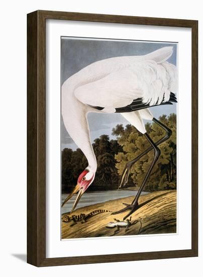 Audubon: Whooping Crane-John James Audubon-Framed Giclee Print