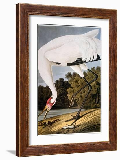 Audubon: Whooping Crane-John James Audubon-Framed Giclee Print