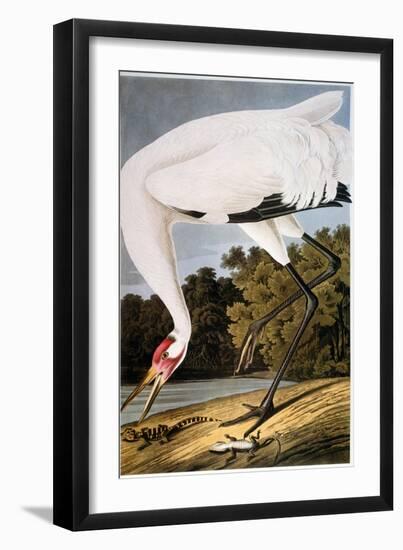Audubon: Whooping Crane-John James Audubon-Framed Giclee Print