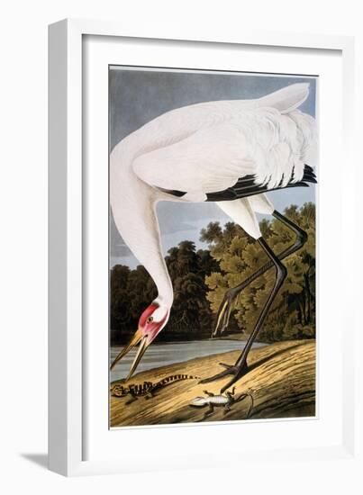 Audubon: Whooping Crane-John James Audubon-Framed Giclee Print