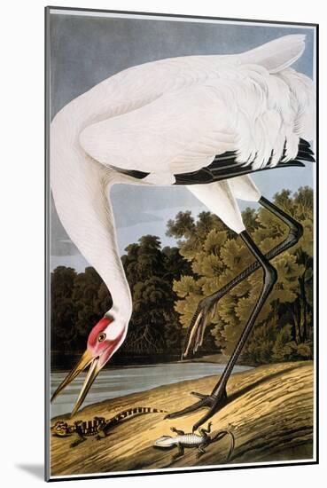 Audubon: Whooping Crane-John James Audubon-Mounted Giclee Print