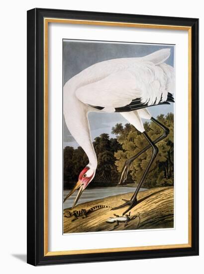 Audubon: Whooping Crane-John James Audubon-Framed Giclee Print